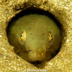 Snake eel hiding in its burrow in the sand - shot taken w... by Michael Gallagher 